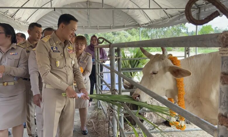 Narathiwat Province Hosts Cattle Ownership Transfer and Animal Release Ceremony in Honor of Her Majesty the Queen’s Birthday